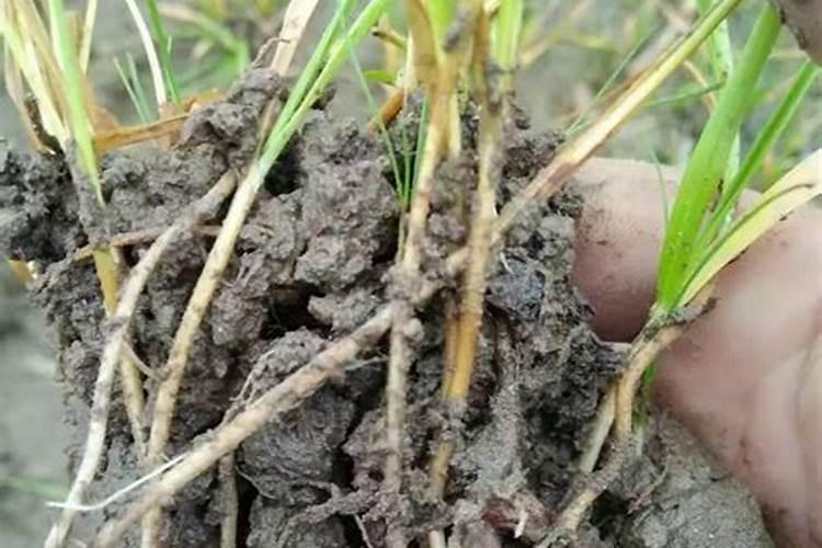 小麦干尖发黄不长喷施点什么药