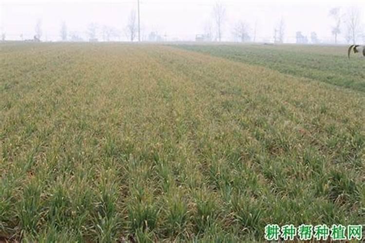 小麦苗黄应用什么药？