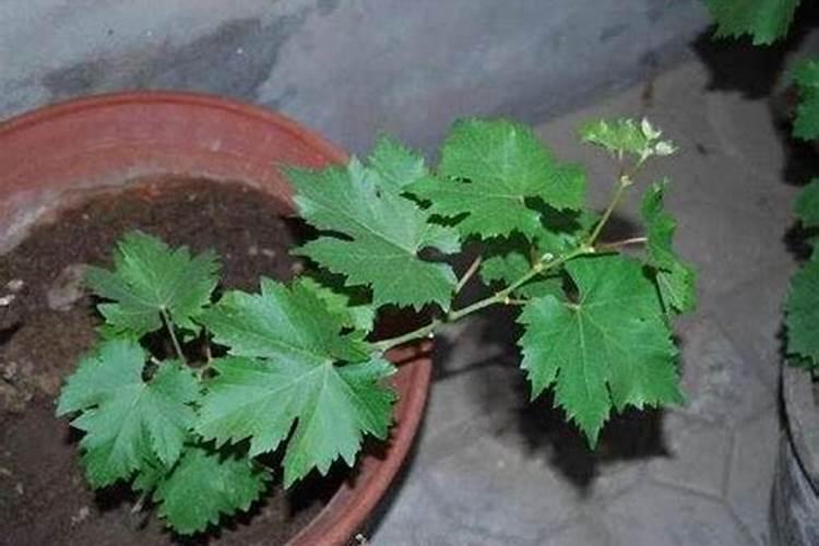 氮肥磷肥钾肥可以同时兑水浇花吗