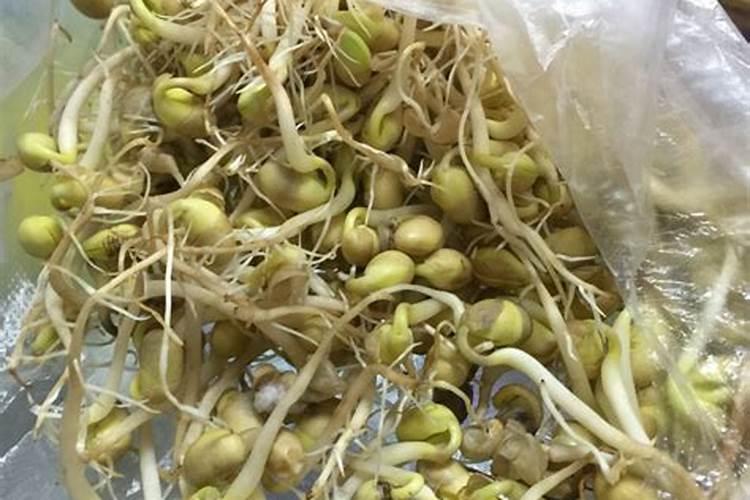 黄豆芽可以和过期的肥料吗？