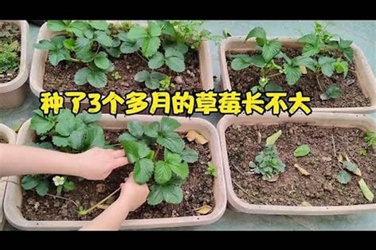 草莓什么时候打叶面肥？草莓叶面喷什么好？草莓膨果增甜叶面肥“金泰靓...