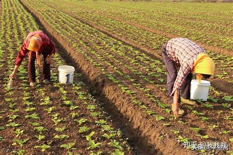 马铃薯如何施好基肥、种肥,追肥？可以施含氯化肥吗？