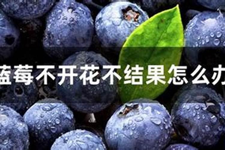 蓝莓多久施肥一次