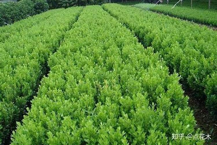 黄杨树施什么肥料最好？