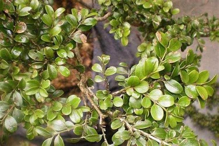 黄杨树盆栽怎样种植？