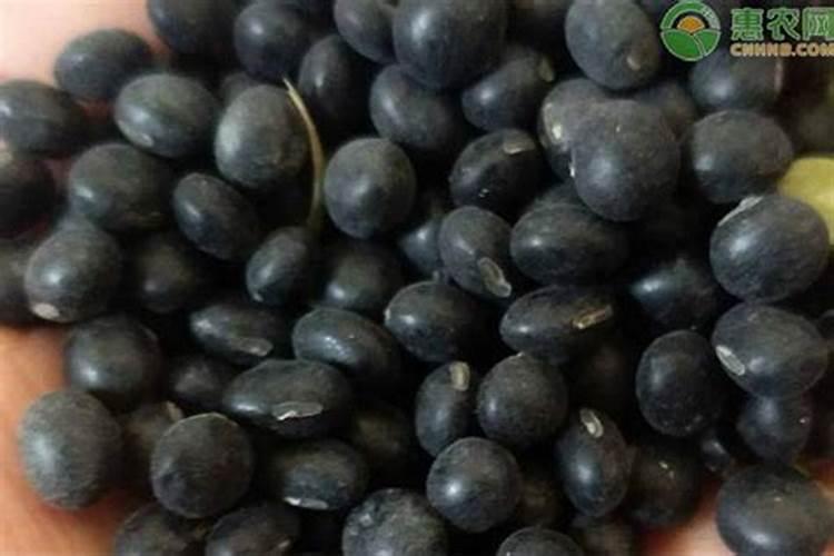 豇豆施肥的正确方法