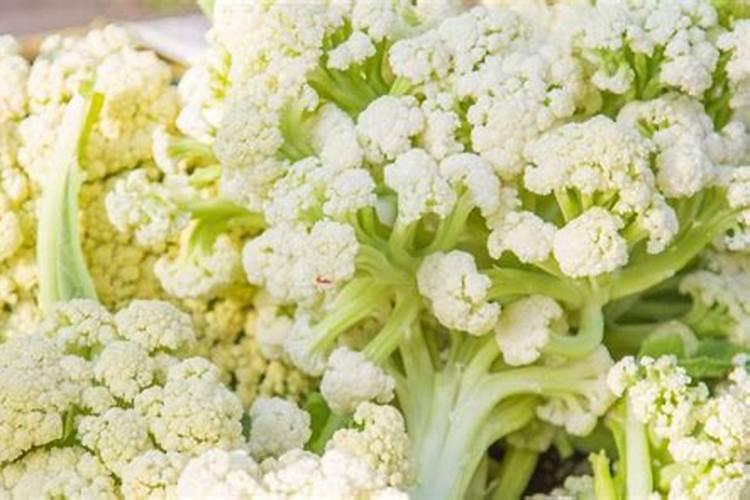 菜花花头生长太慢是怎么了？如图所示。如何调节啊？