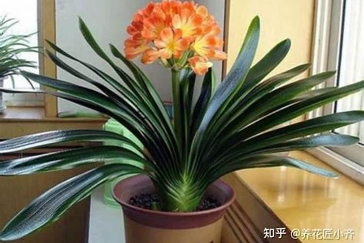 君子兰需要什么肥料