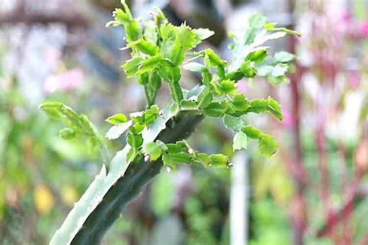 老蒜可以腌糖蒜吗