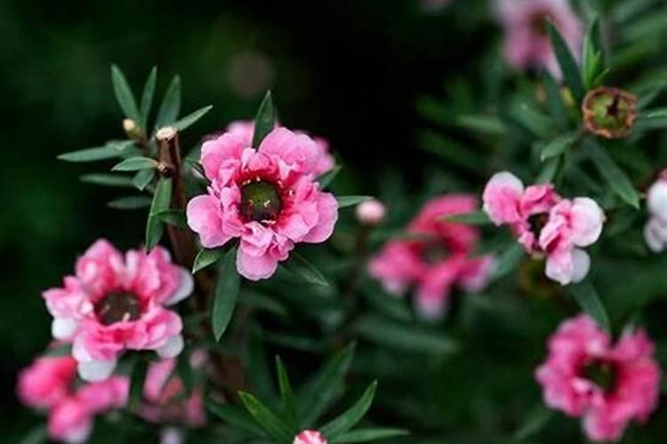 苦瓜钾肥过多会怎样