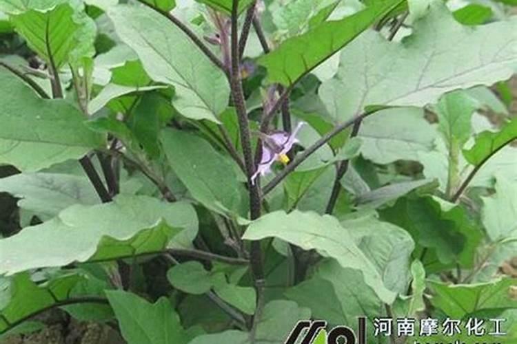 番石榴怎么施肥 番石榴施肥技巧总结