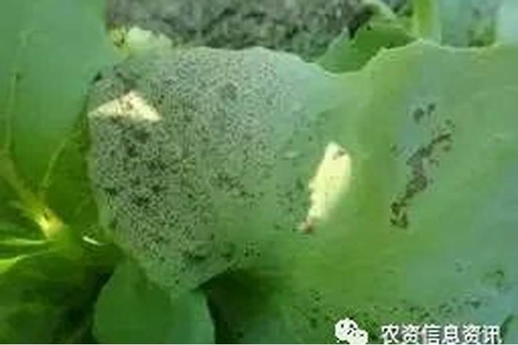 睡莲盆里可以放黄腐酸钾吗