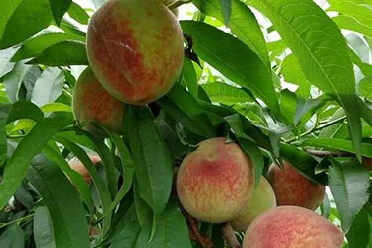 碳灰可以做肥料吗