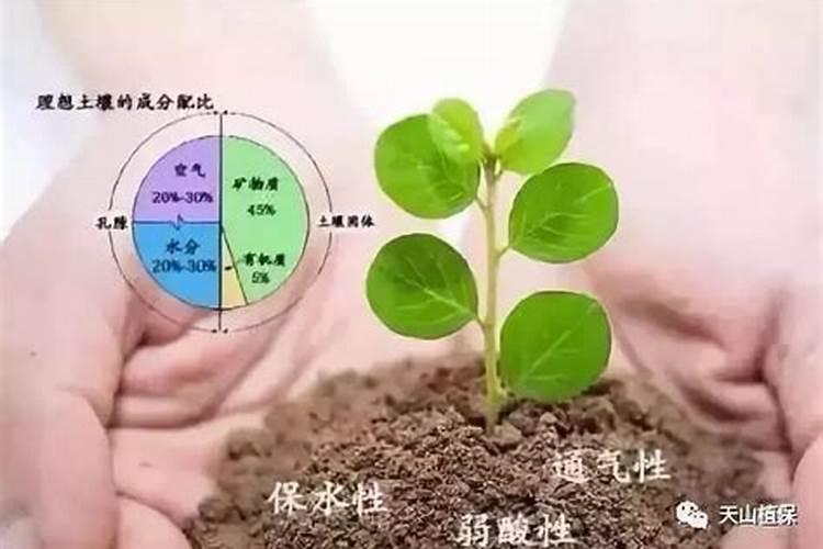 无土栽培水培方法