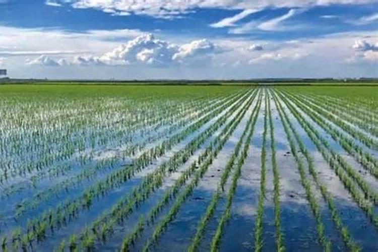 水稻怎么施肥高产