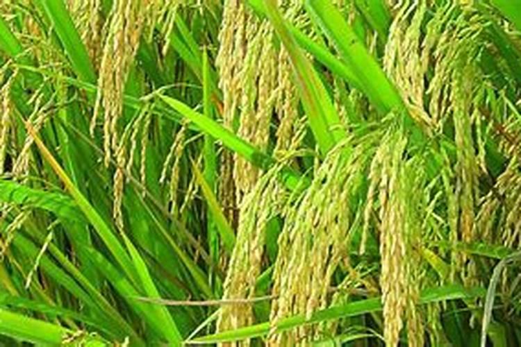 什么是水稻如何高产施肥