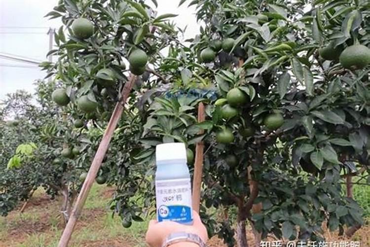 果树促花使用什么叶面肥？果树叶面肥喷施需要注意事项？