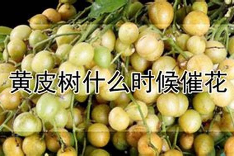 黄皮果施肥时间,什么肥？