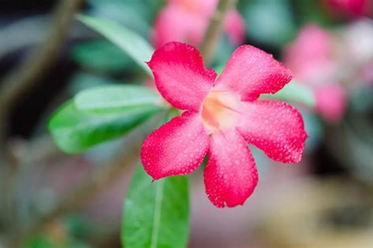 月季浇什么肥最好