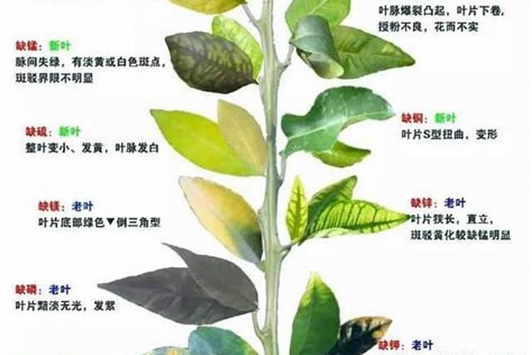 人体中的微量元素