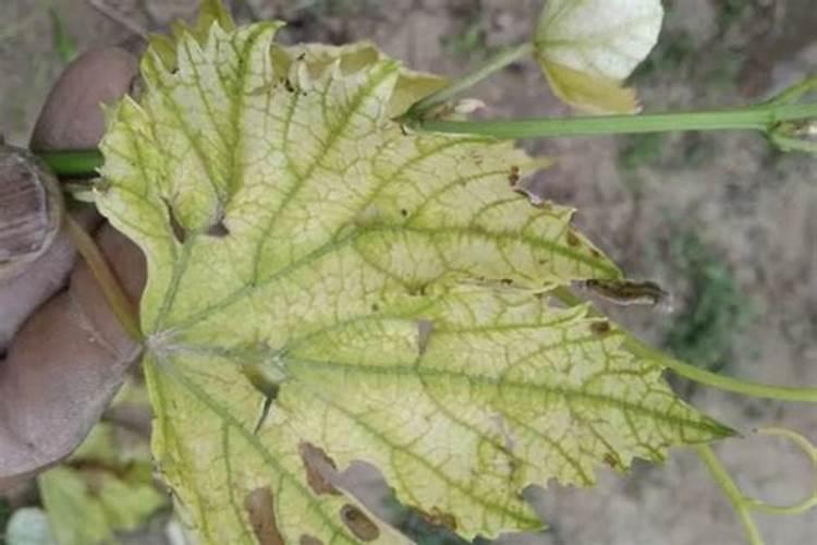 香瓜整株变黄,新长出来的新叶子香瓜整株失绿。也变黄了？