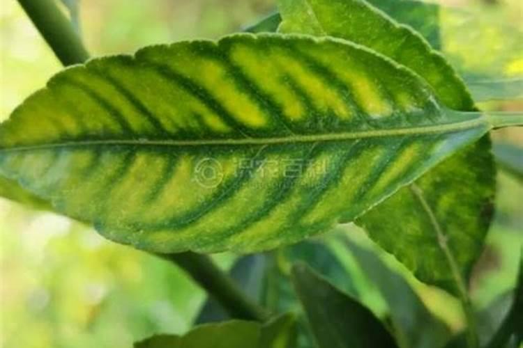 草莓嫩叶失绿,是缺氮还是别的？