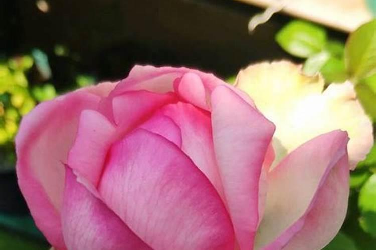 老师大葱生长期叶片干黄怎么办？