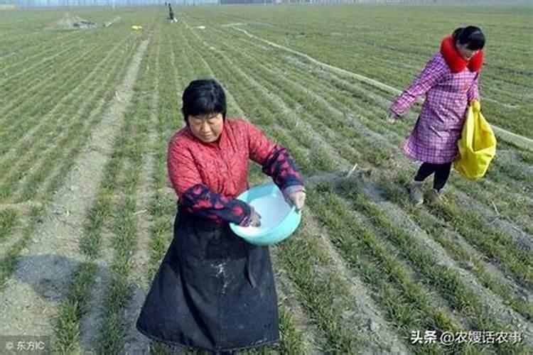 本地香蕉种植方法和技术