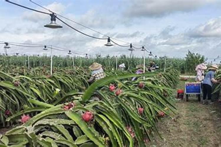 大棚西红柿啥时期冲施高磷肥？