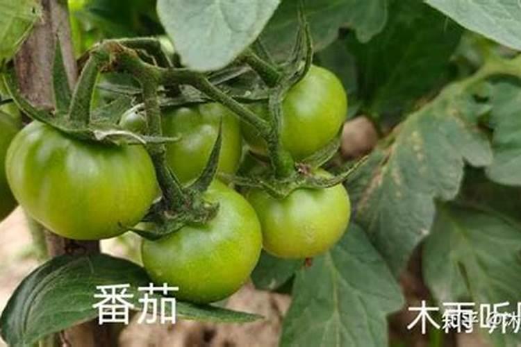 番茄苗期使用高氮的化肥可以吗