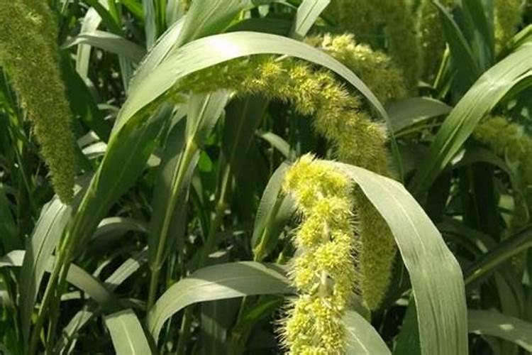 水稻灌浆期用什么叶面肥可增产