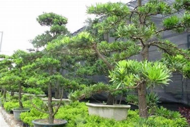 求助各位罗汉松施什么肥好？谁知道？