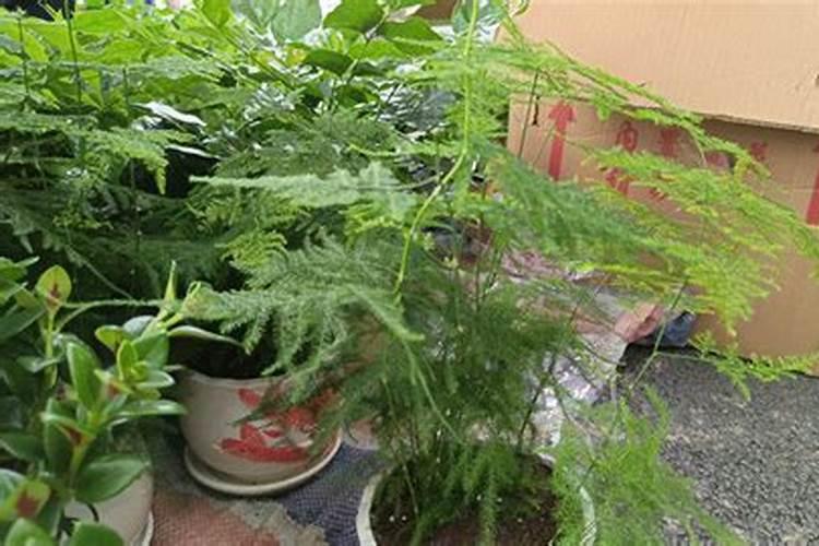 文竹能不能浇叶子(文竹可以喷叶面肥吗)