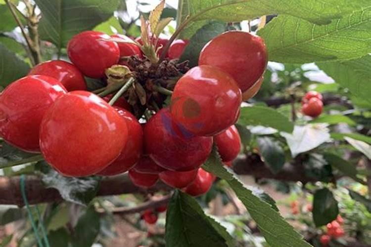 桃树用二安好,还是用过磷酸钙