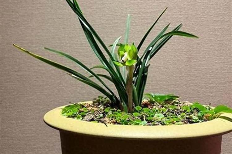 兰花喷什么叶面肥最好