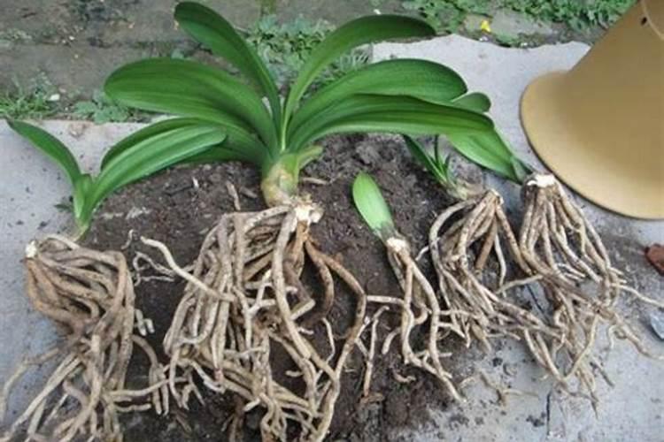 君子兰用什么肥料最好