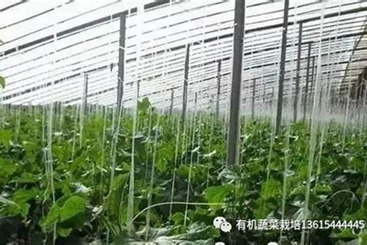 白菜能施大粪水吗