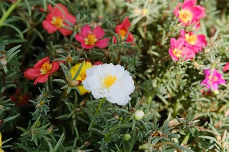 叶面肥三天喷一次可以吗