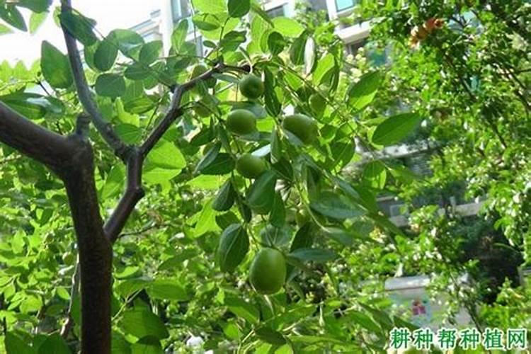 猕猴桃膨大剂使用方法