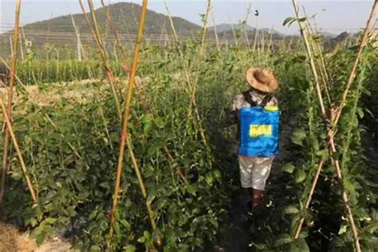 豆角用什么肥料效果好(种植豆角结果期需要什么叶面肥)