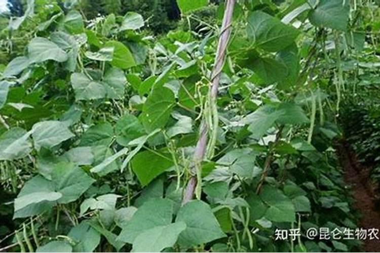 豆角黄叶是什么原因 叶子发黄补救方法