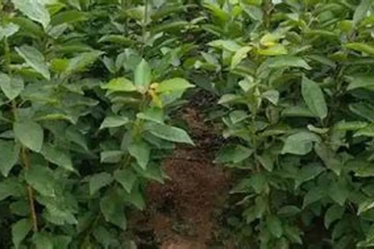 养花多久浇一次水