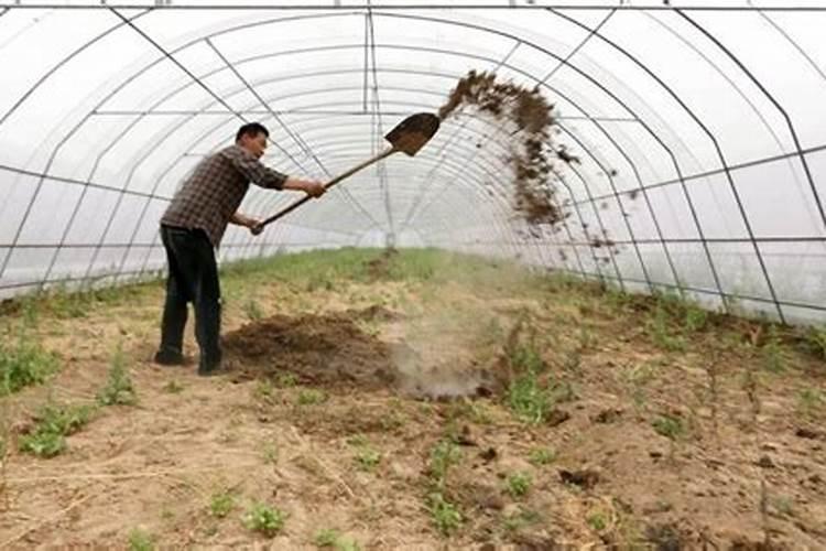 红薯尖的营养成分比菠菜更胜一筹吗？