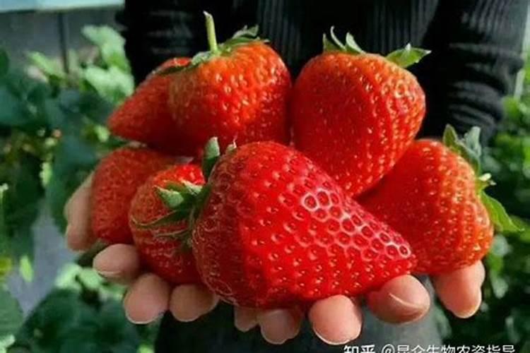 废弃的烟草能不能用来当做橘子树的肥料