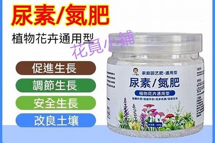 茉莉花如何养护冒出非常多的芽点