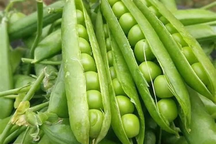 香豌豆的栽种方法