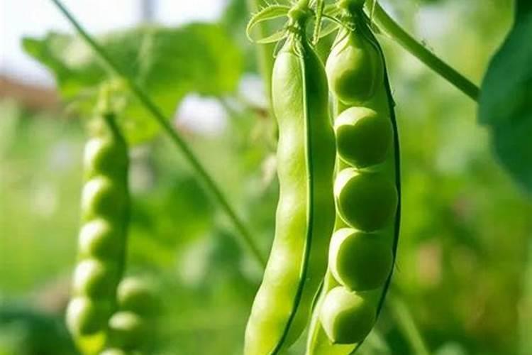 磷酸二氢钾能不能打豌豆,有哪些需要注意的呢？