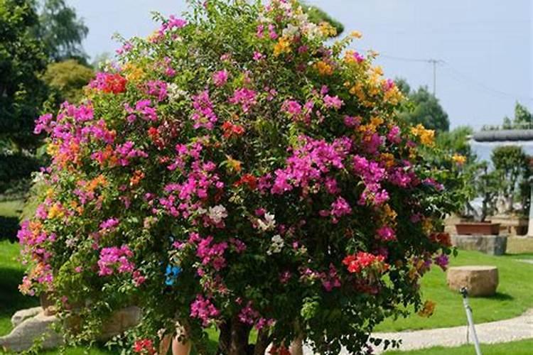 硝酸钾属于什么肥料