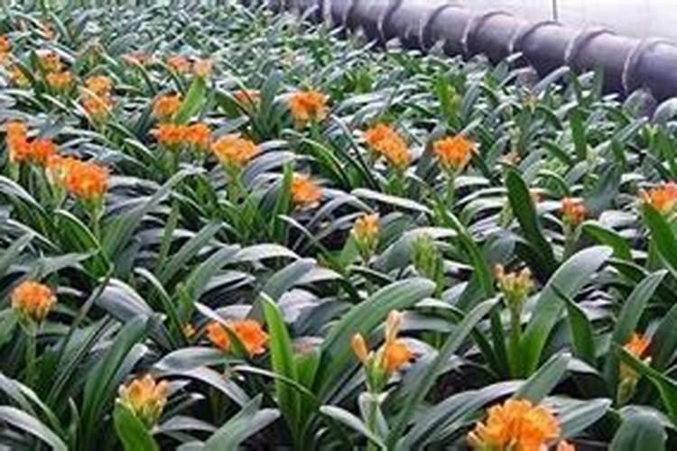 云天化海藻多糖肥料功效与特点