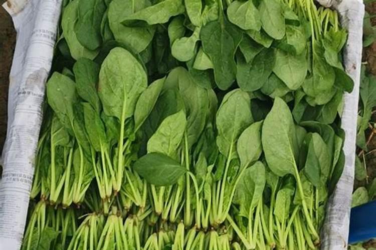 种植菠菜浇水也很重要,如何才能科学的浇水？